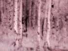 USA-Utah-Aspen Grove in infrared of the Logan Pass area Art Print